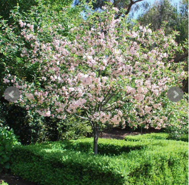 Favourite 5 Spring Plants