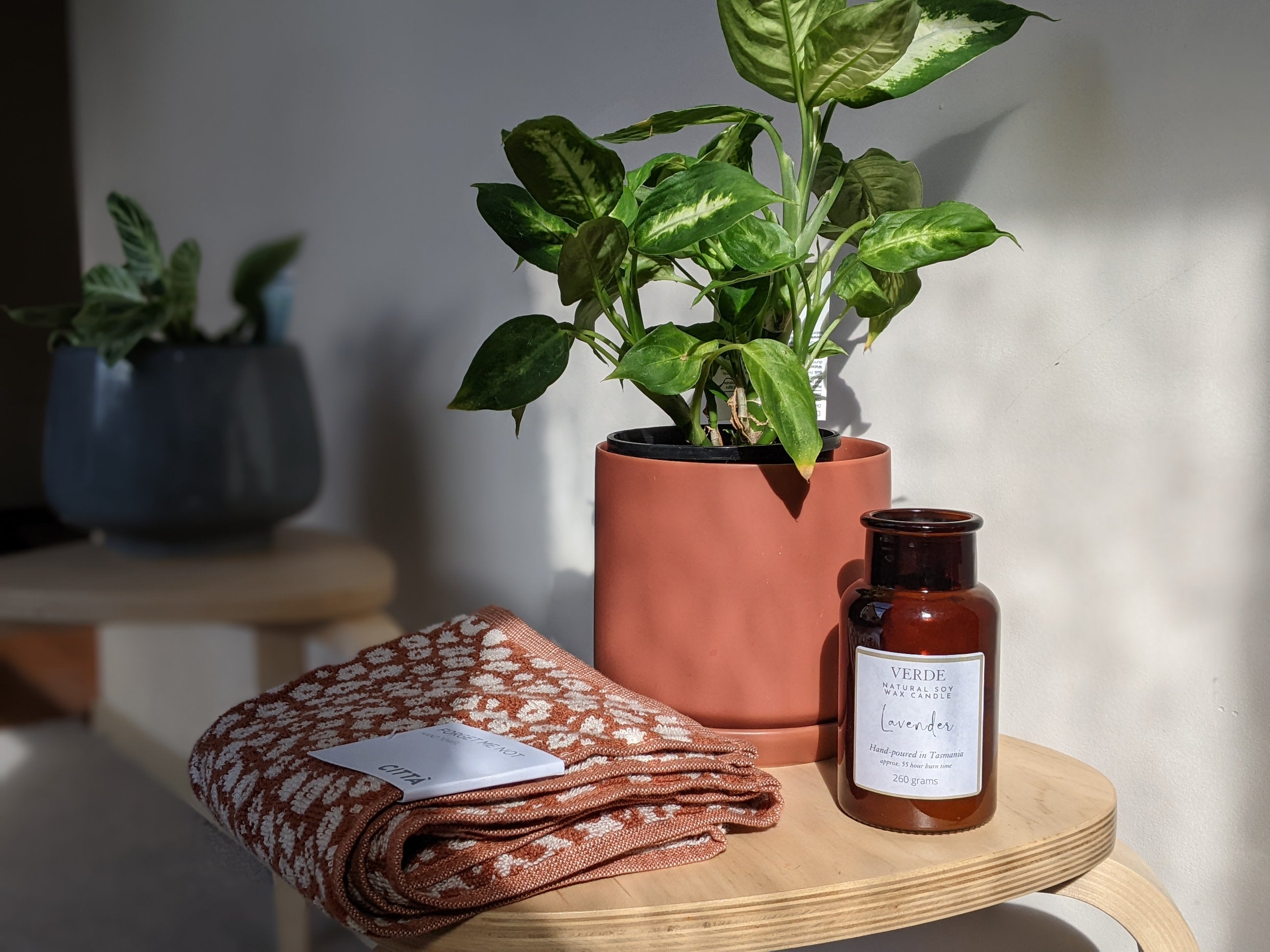 Looking after your indoor plants during Winter & Making them thrive