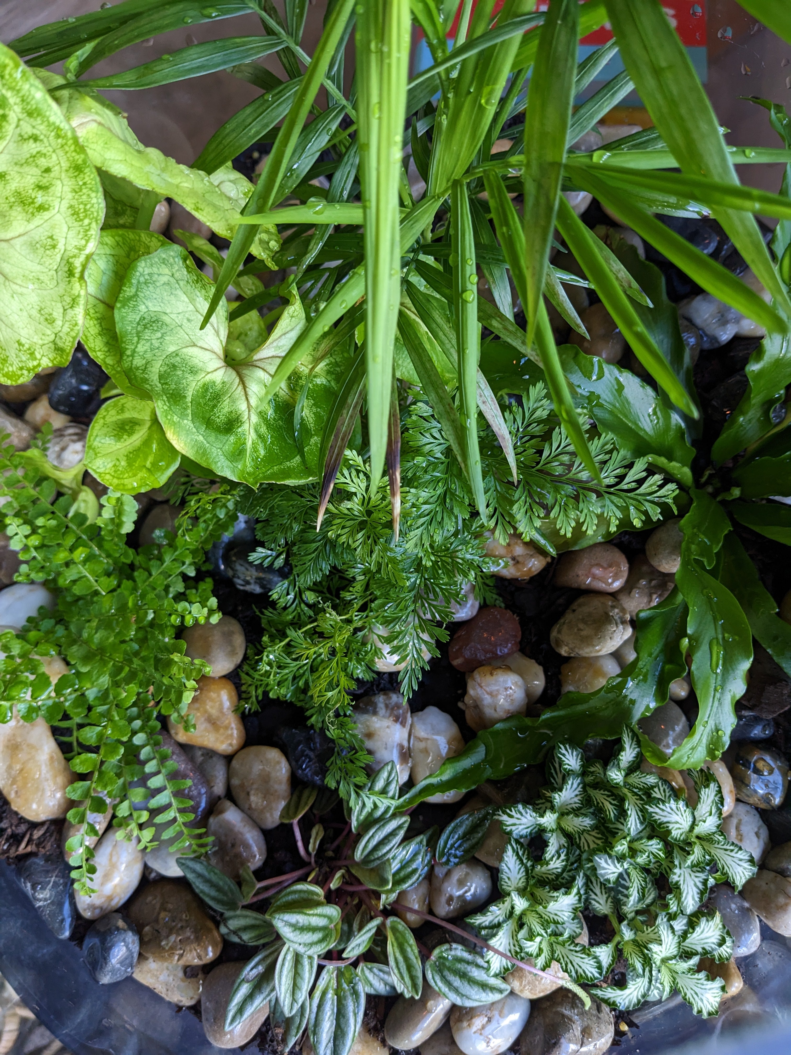 Beautiful terrariums : little lands of greenery
