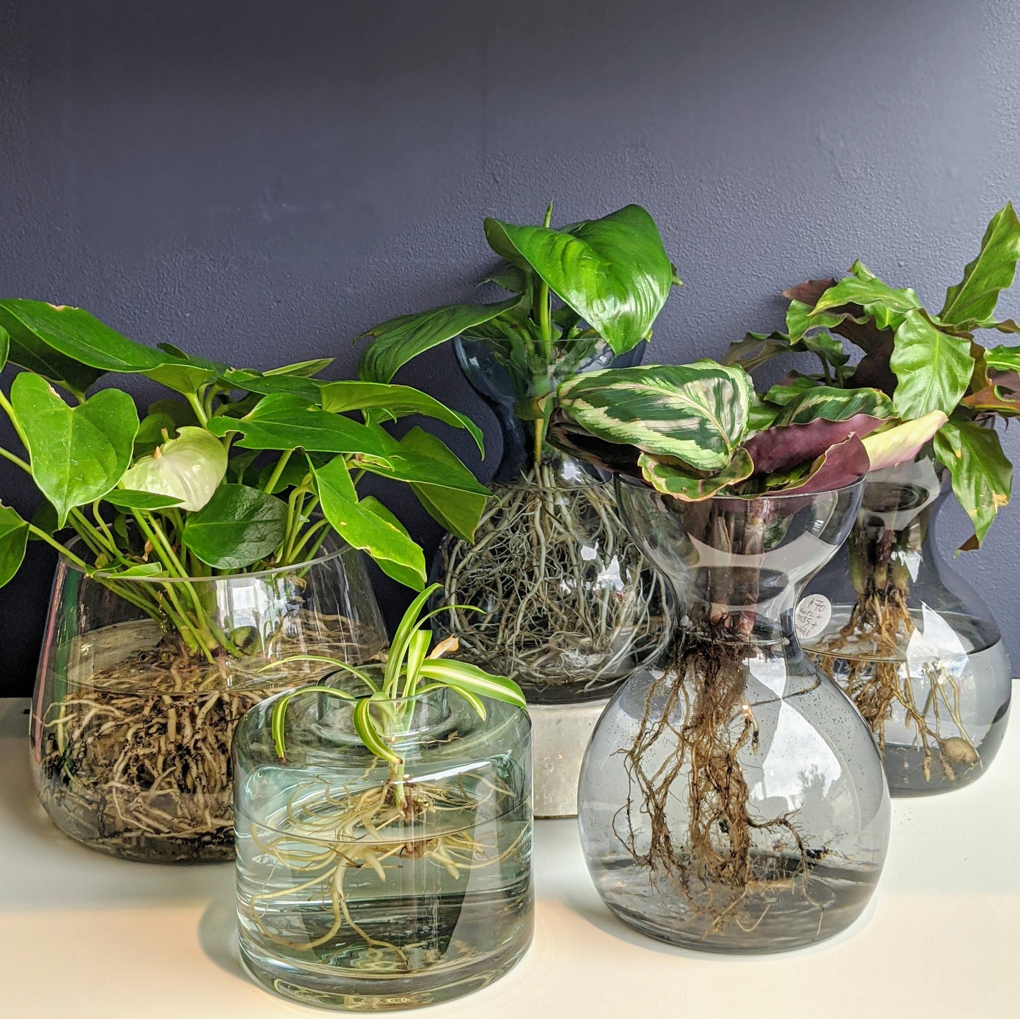 Water Plants