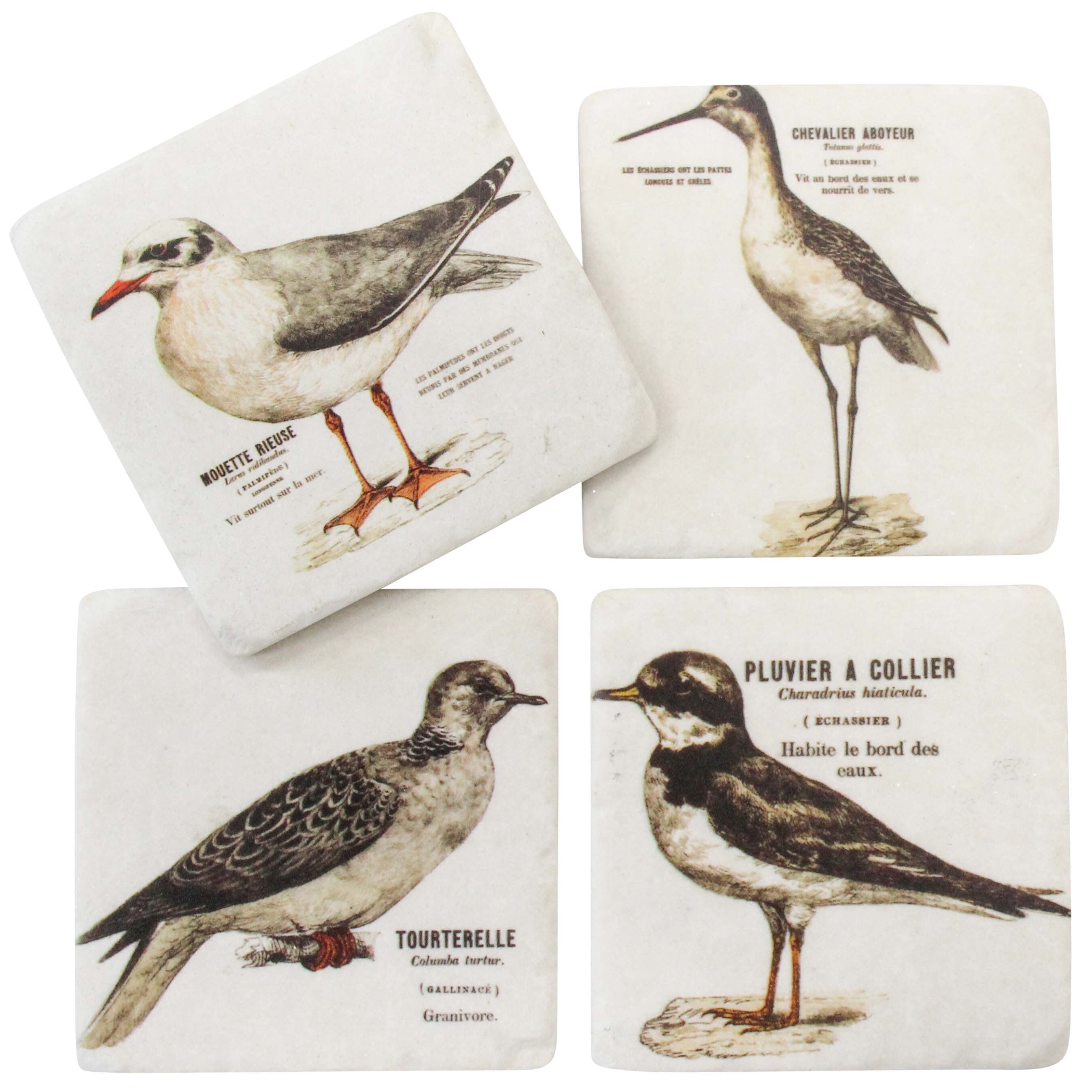 Coasters - Coastal Bird Illustration - set of 4