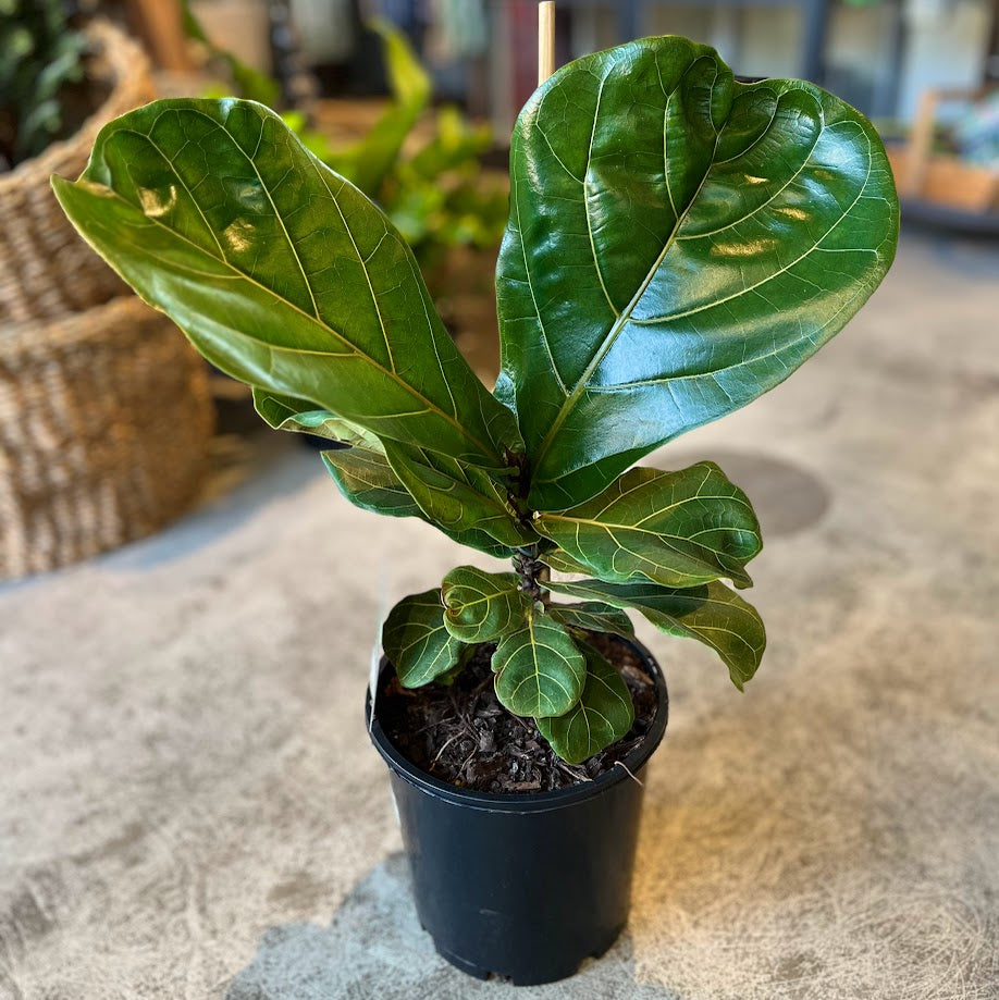 Plant - Ficus lyrata - "Fiddle Leaf Fig"