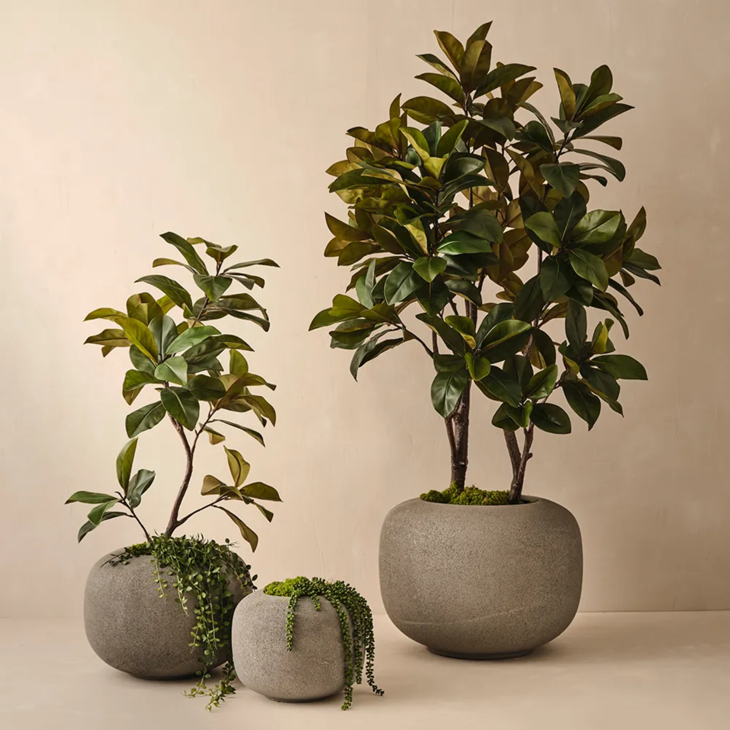Three potted plants in stone-like pots on a beige background