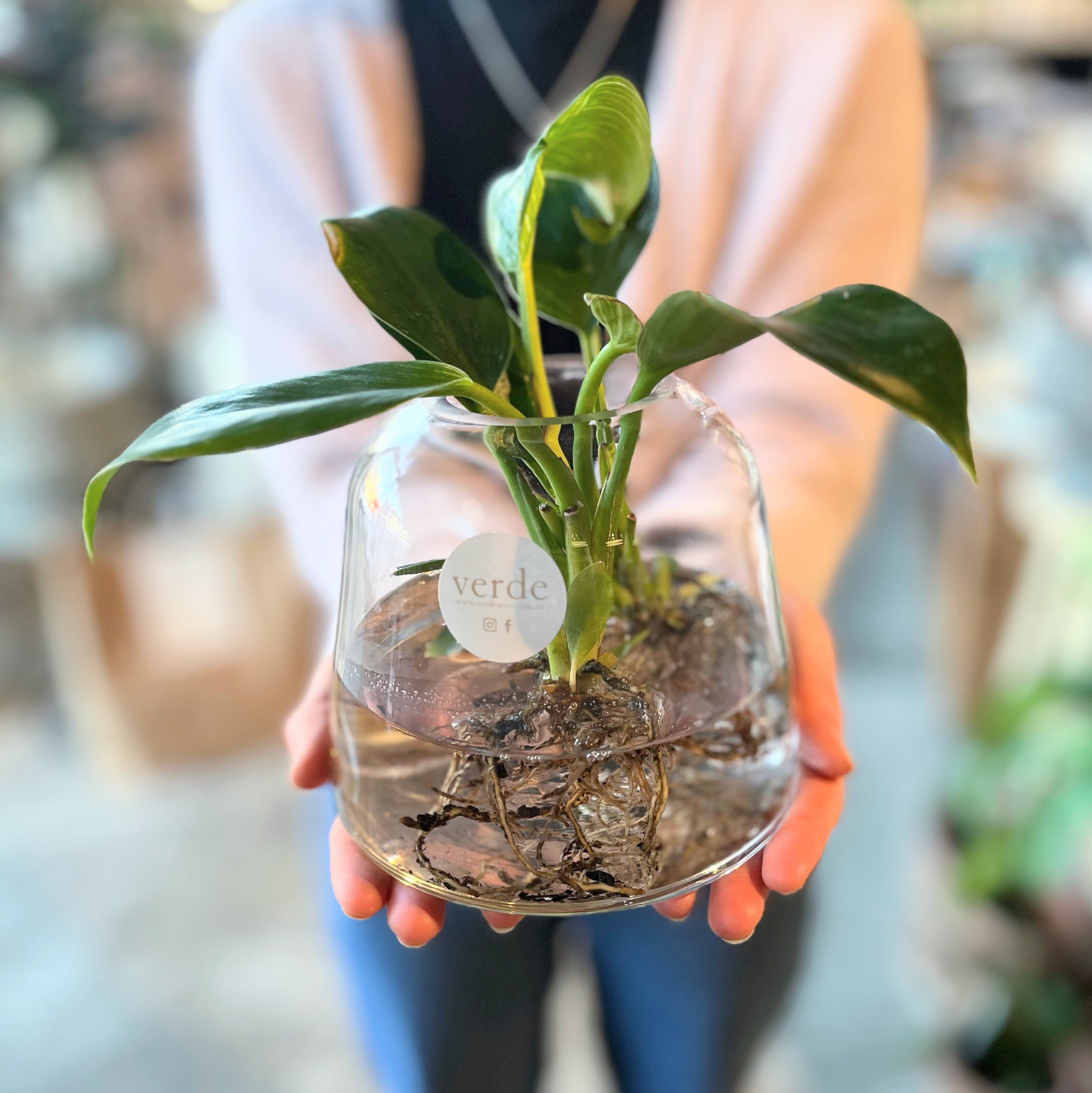Water Plant in Vase - various sizes and styles