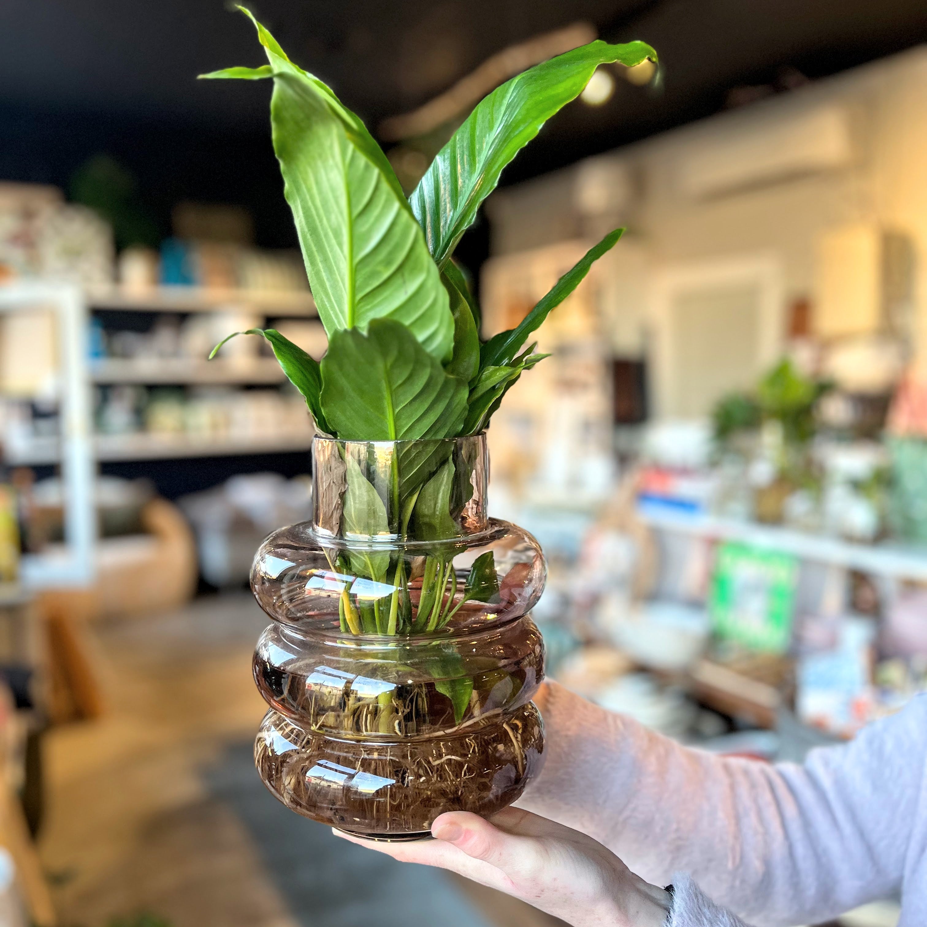 Water Plant in Vase - various sizes and styles