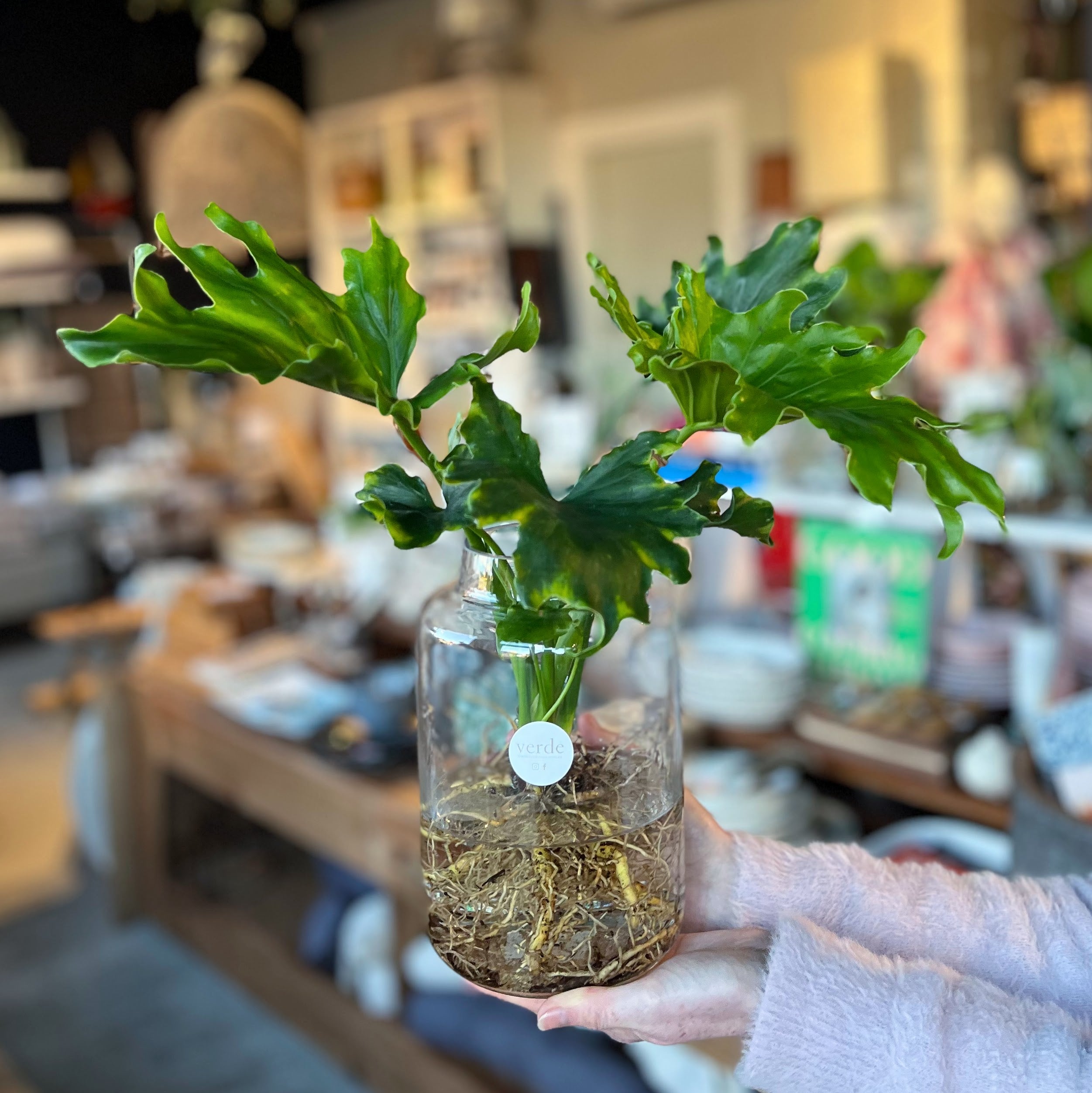 Water Plant in Vase - various sizes and styles