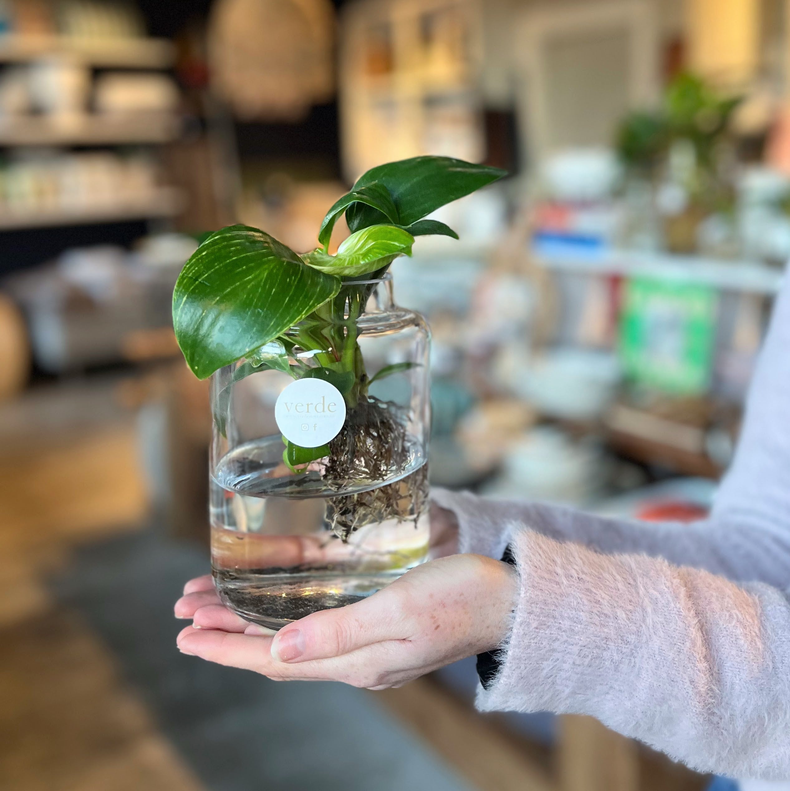 Water Plant in Vase - various sizes and styles