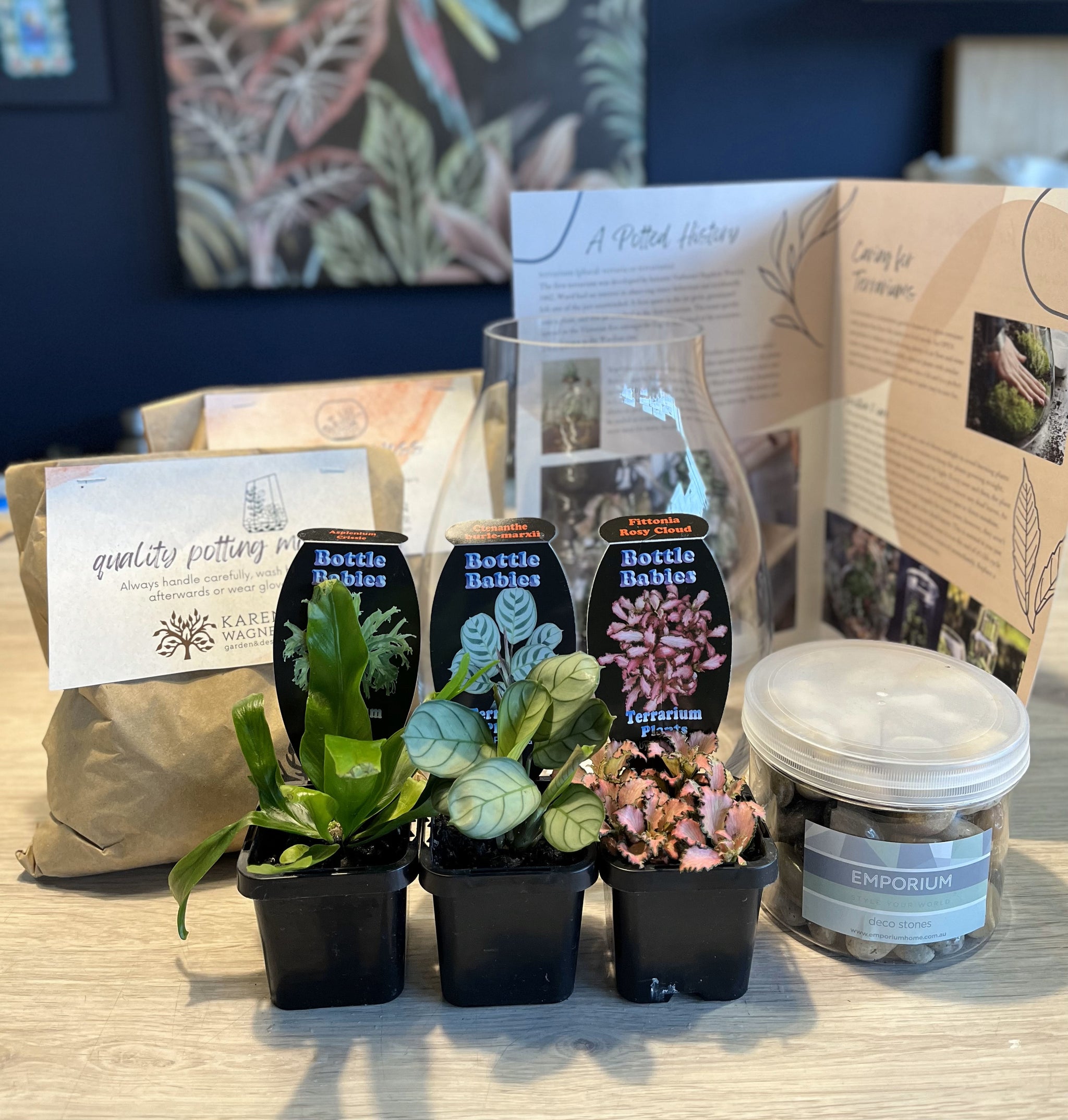 terrarium plants australia Terrarium Making Kit
