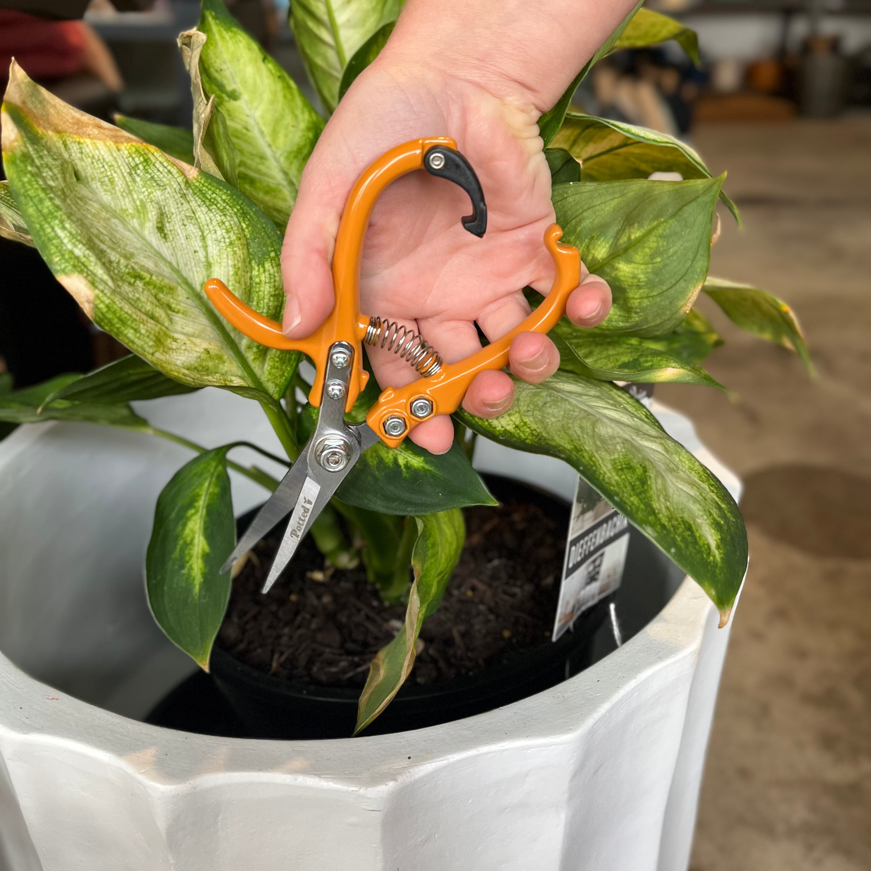 A hand holding bright orange pruning shears over a green variegated houseplant in a white planter, with a blurred indoor background.