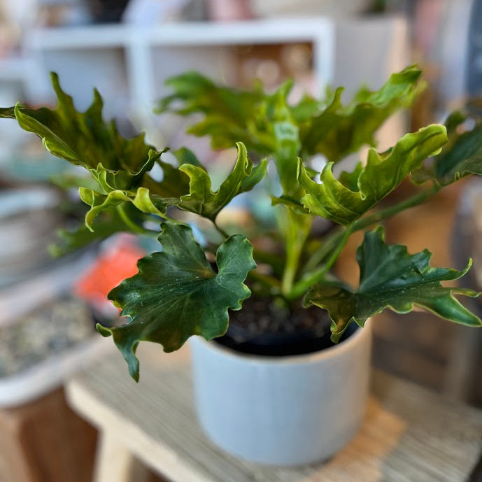 Potted plant Philodendron Lickety Spolit on a wooden table with a blurred background