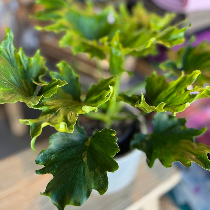 Plant - Philodendron selloum - "Lickety Split"