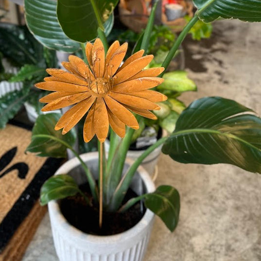 A potted rusty orange flower stem with green leaves, placed in a white ribbed pot on a concrete floor in what appears to be a shop or home interior.