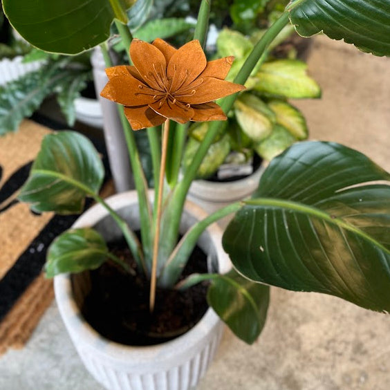 A potted tropical houseplant with large glossy green leaves and a single rusty flower, shown in a white ribbed pot on a concrete floor with other plants and furniture in the background.