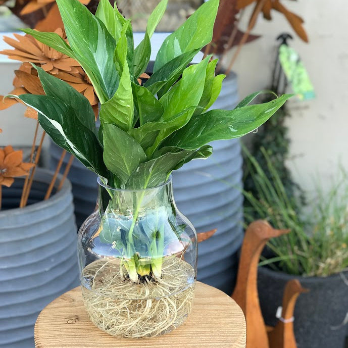 Water Plant - Spathiphyllum 'Domino' + Clear Large Vase