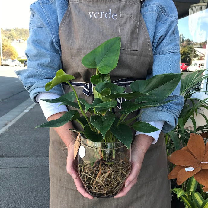 Water Plant - Anthurium 'White Winner' + Clear Vase