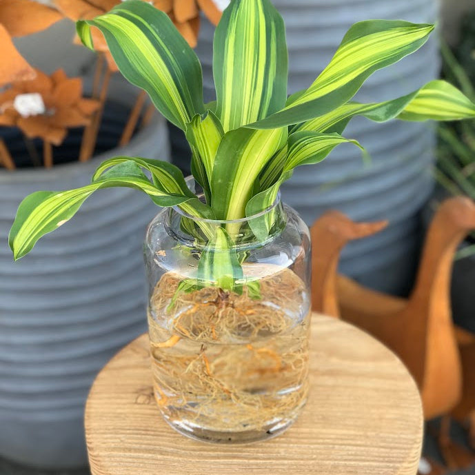 Water Plant - Dracaena Happy Plant + Clear Medium Vase