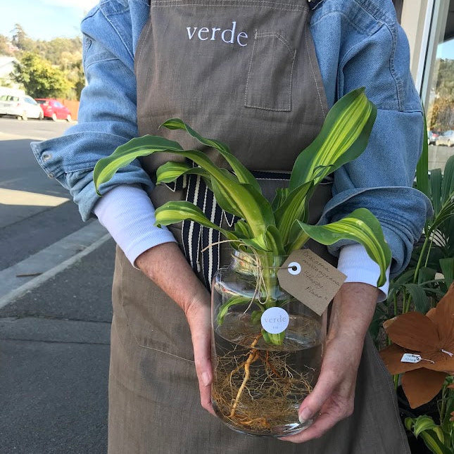 Water Plant - Dracaena Happy Plant + Clear Medium Vase