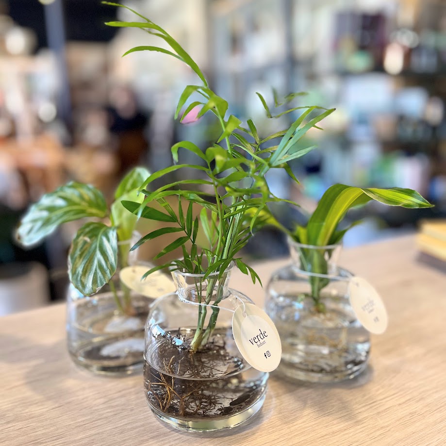 Water Plant in Vase - various sizes and styles