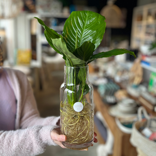 Water Plant in Vase - various sizes and styles