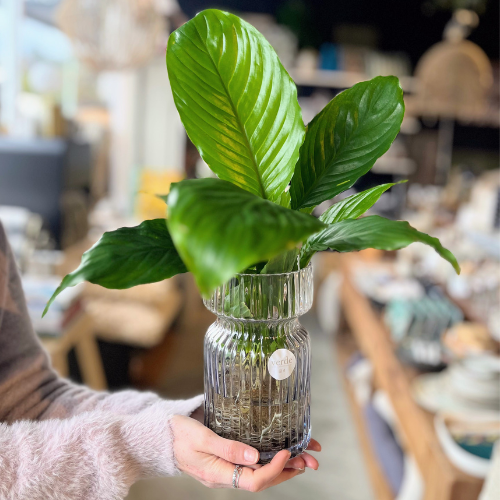 Water Plant in Vase - various sizes and styles