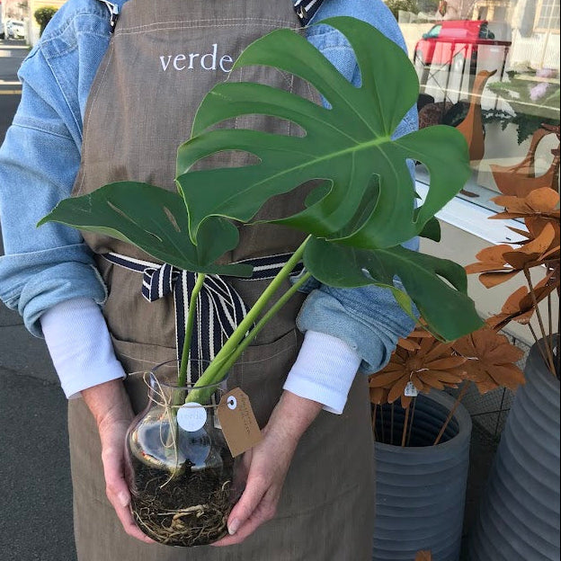 Water Plant - Monstera deliciosa + Medium Clear Vase