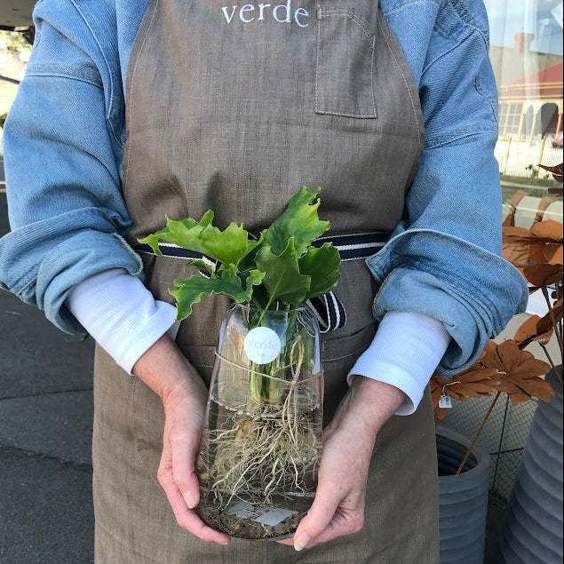 Water Plant - Philodendron 'Lickety Split' + Medium Clear Vase