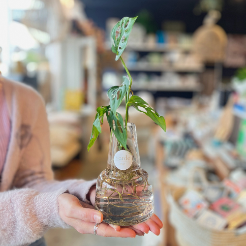 Water Plant in Vase - various sizes and styles