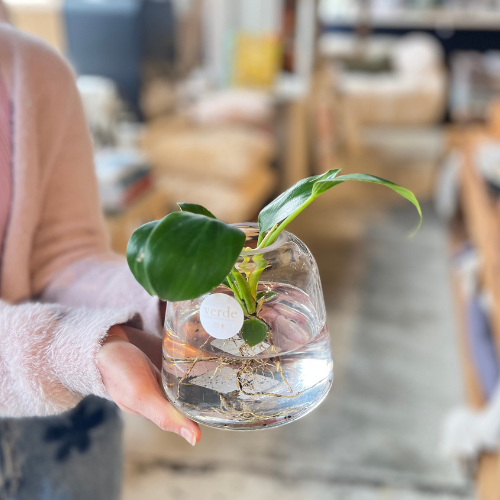 Water Plant in Vase - various sizes and styles