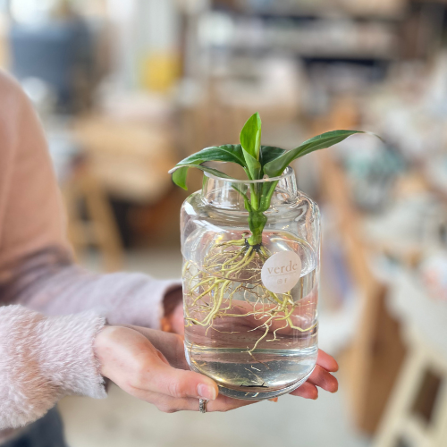 Water Plant in Vase - various sizes and styles