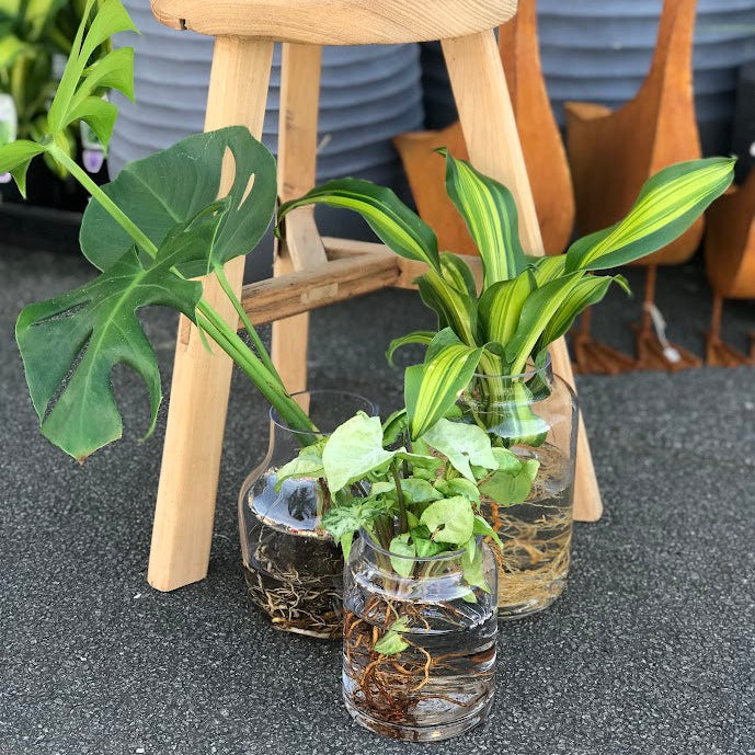 Water Plant - Monstera deliciosa + Medium Clear Vase