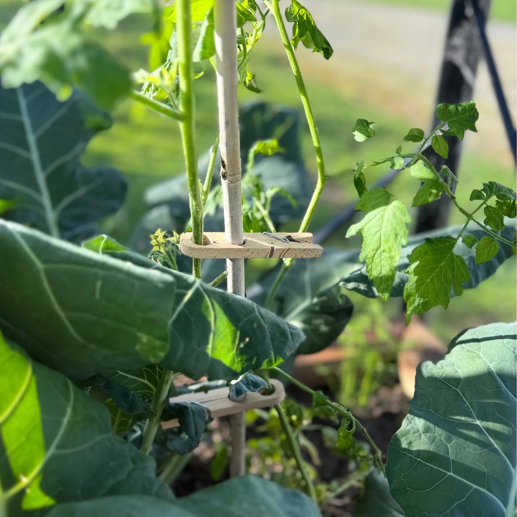 Plant Peg - Wooden Garden Stake and Plant Support