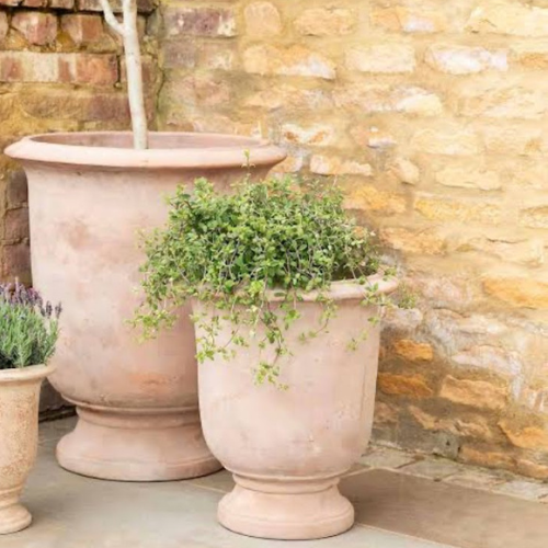 Antique Terracotta Tulip Pot - Available in 2 sizes