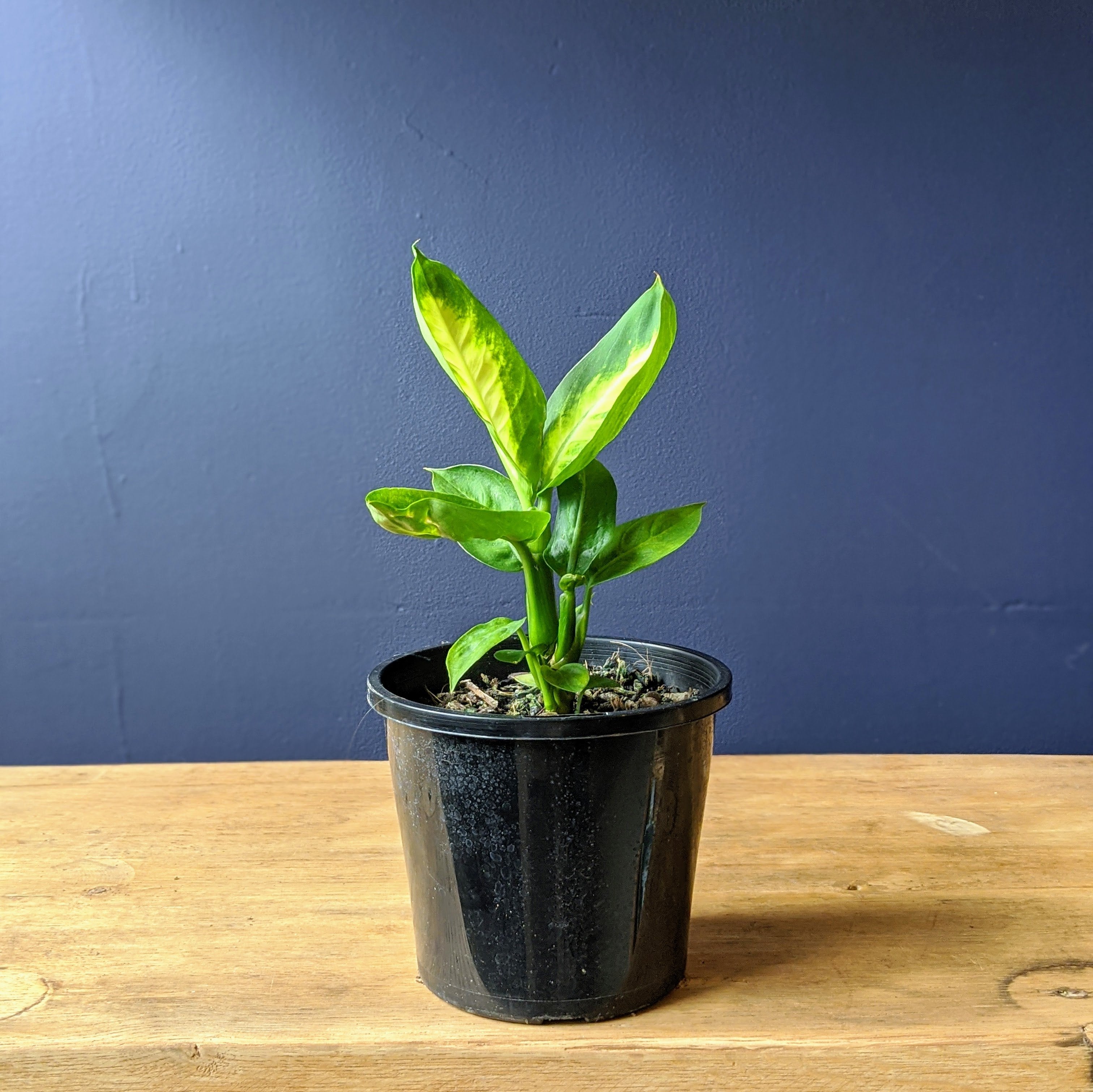 Plant - Dieffenbachia 'Tropic Marianne' - 130mm pot
