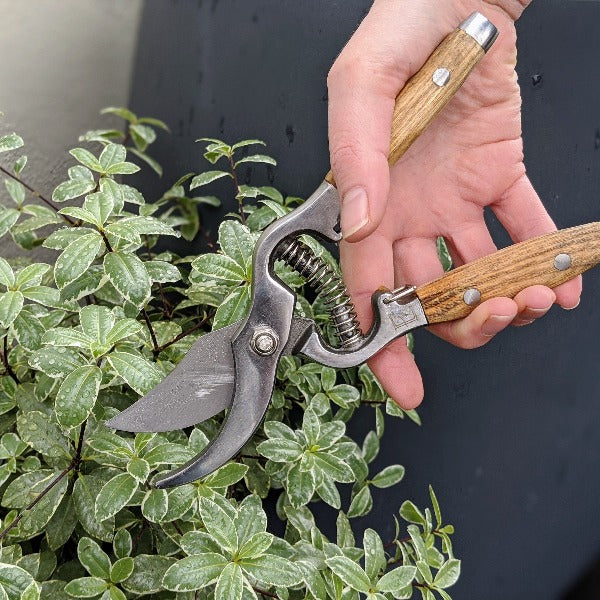 Ash Wood Handled Secateurs