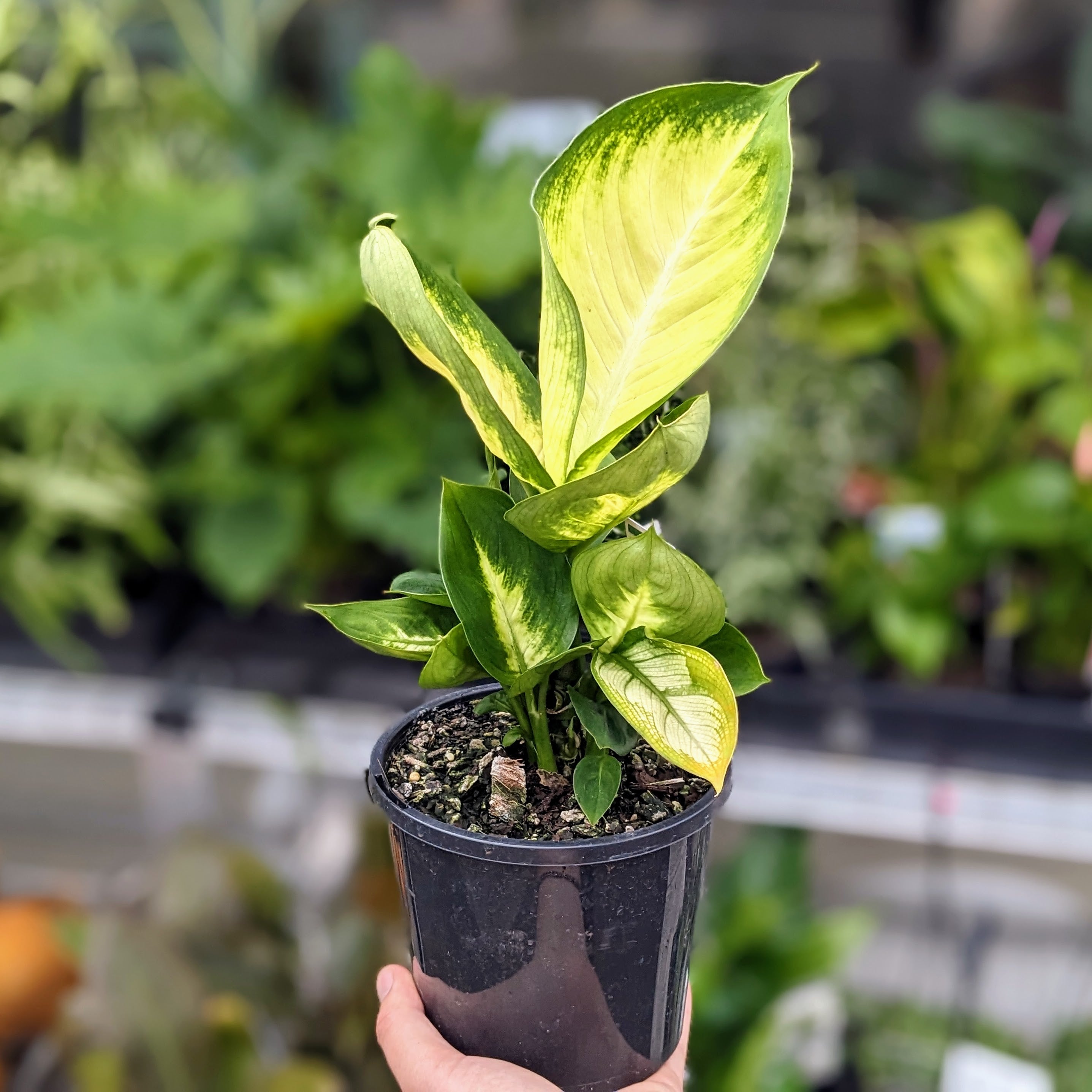 Plant - Dieffenbachia 'Tropic Marianne' - 130mm pot