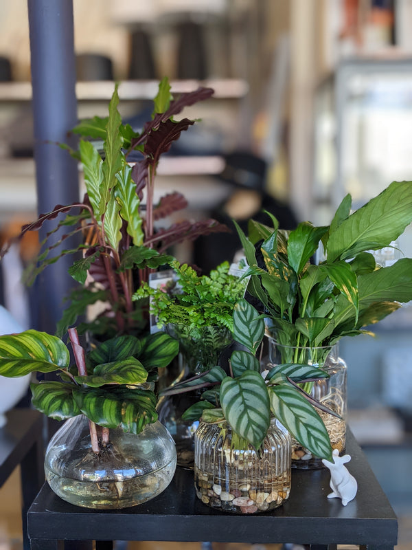 Keeping Your Indoor Plants Alive (Part 1)