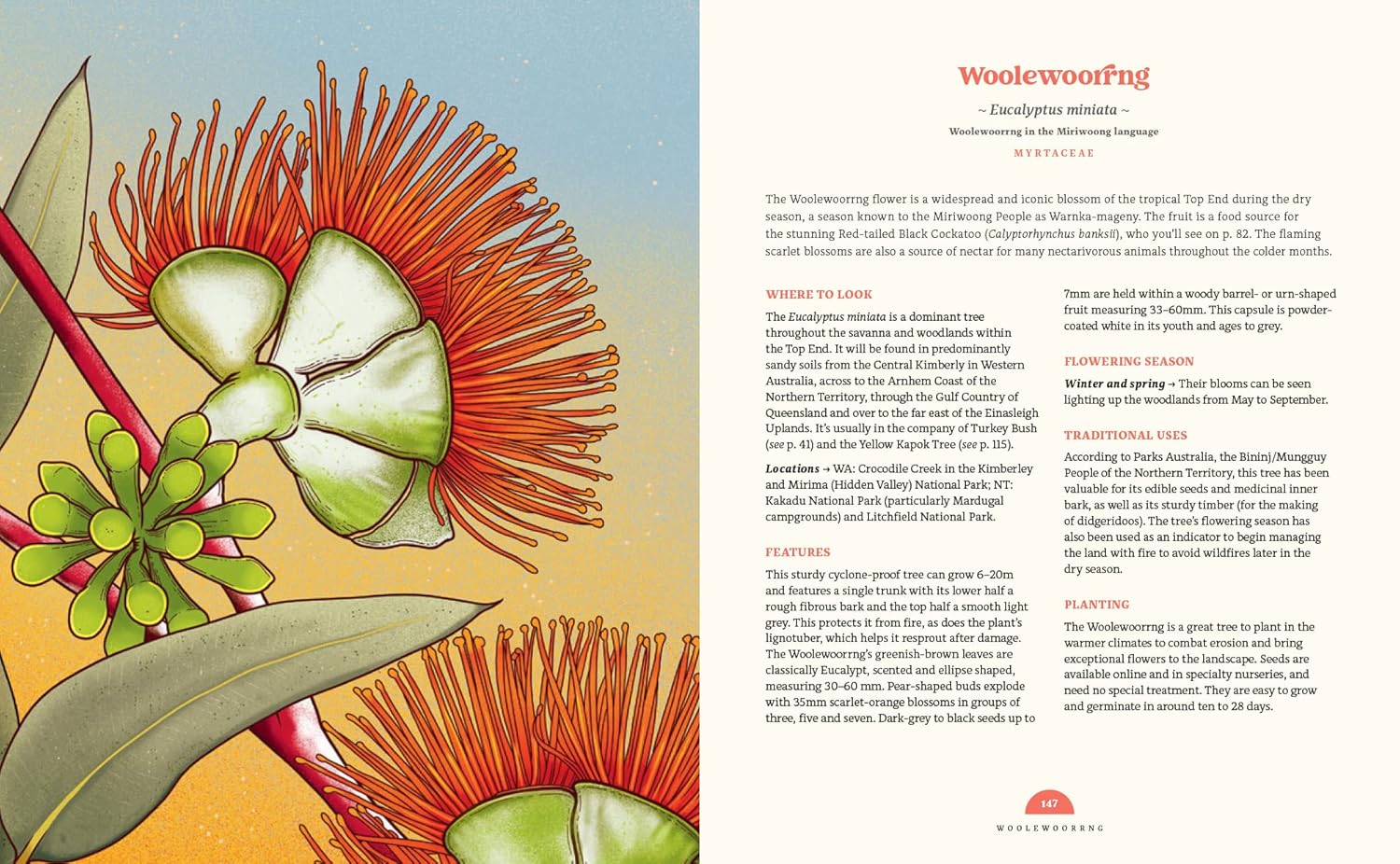Book - 100 Australian Wildflowers - Mel Baxter