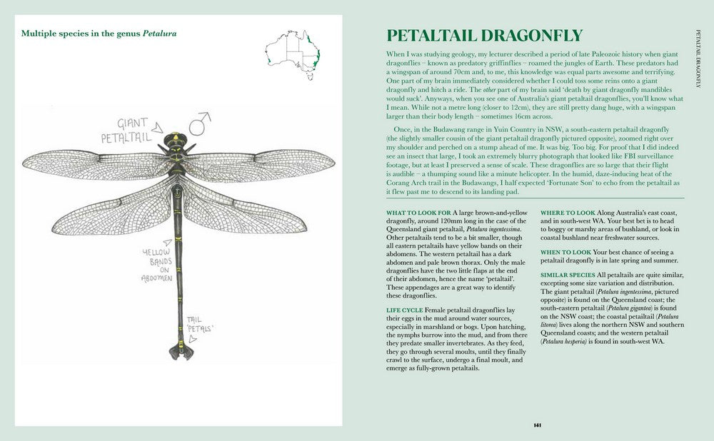 Book - 100 Australian Butterflies, Bees, Beetles and Bugs - Georgia Angus
