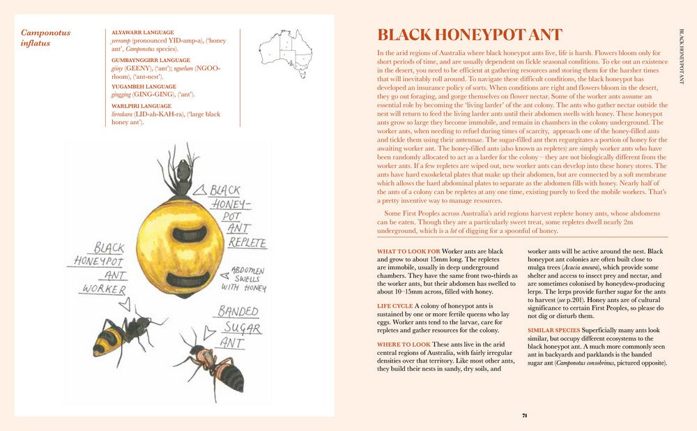 Book - 100 Australian Butterflies, Bees, Beetles and Bugs - Georgia Angus