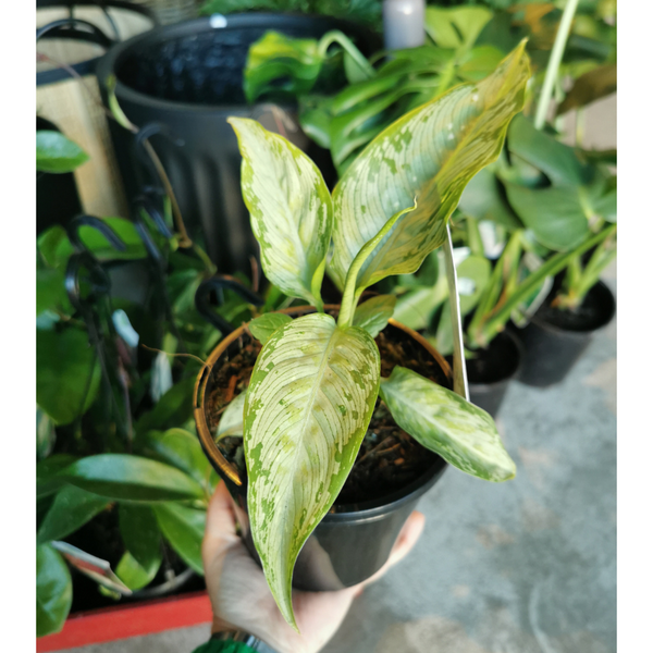 Plant - Dieffenbachia Corsii - 130mm