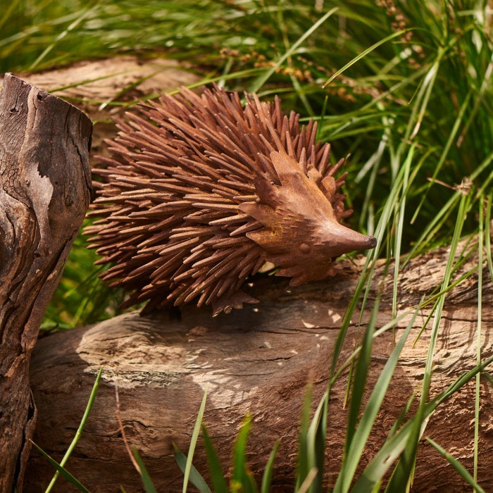 Echidna Rusty - Large and Small