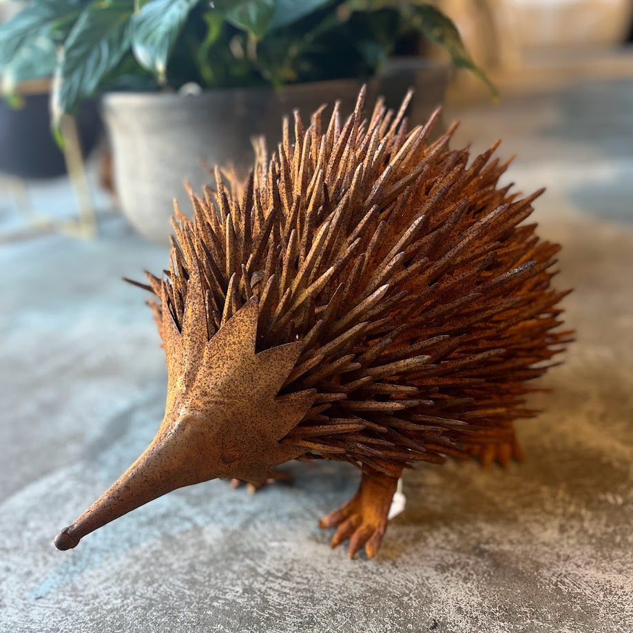 Echidna Rusty Large and Small