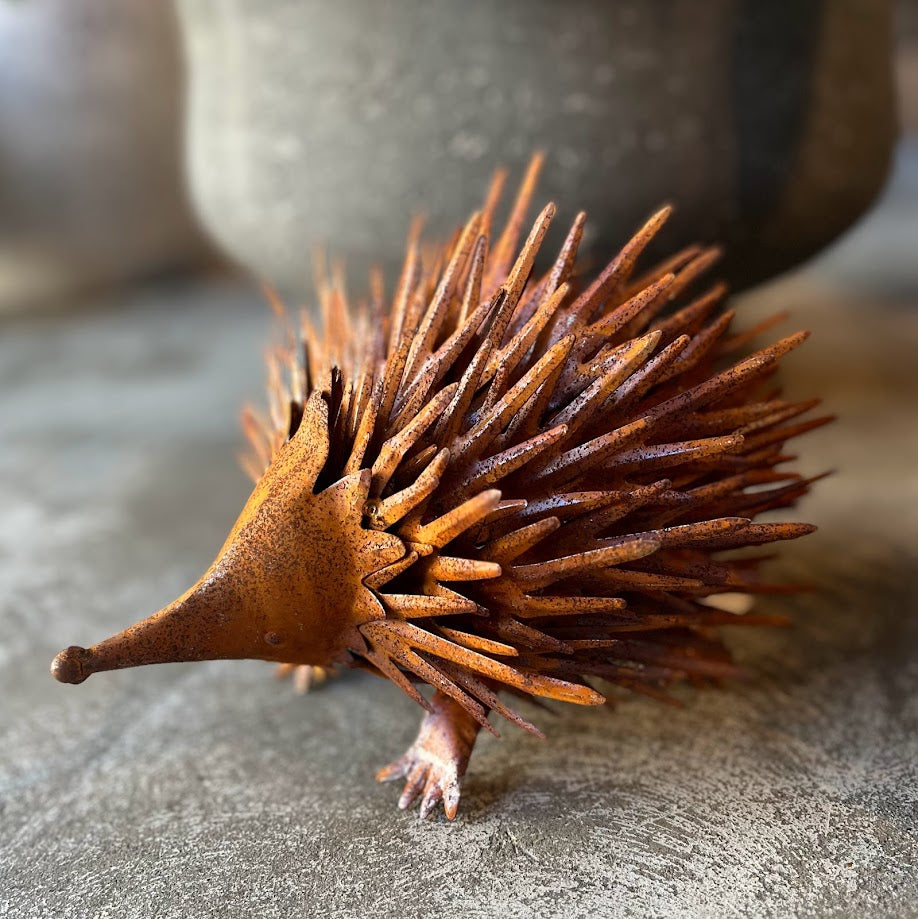 Echidna Rusty - Large and Small