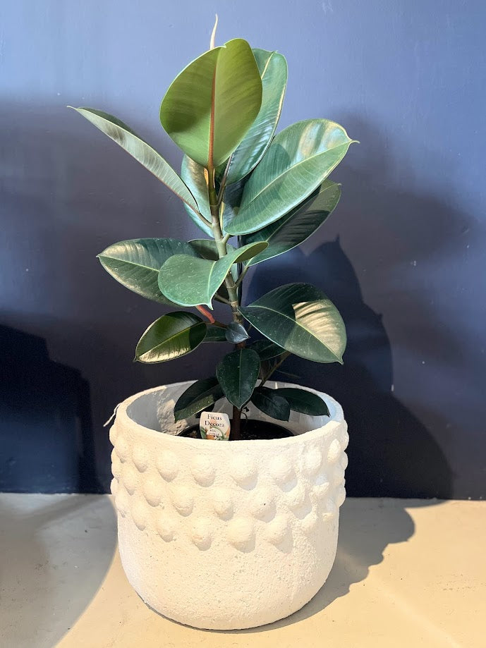 Plant - Ficus elastica 'Decora' - "Rubber Plant"