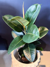 Plant - Ficus elastica 'Decora' - "Rubber Plant"