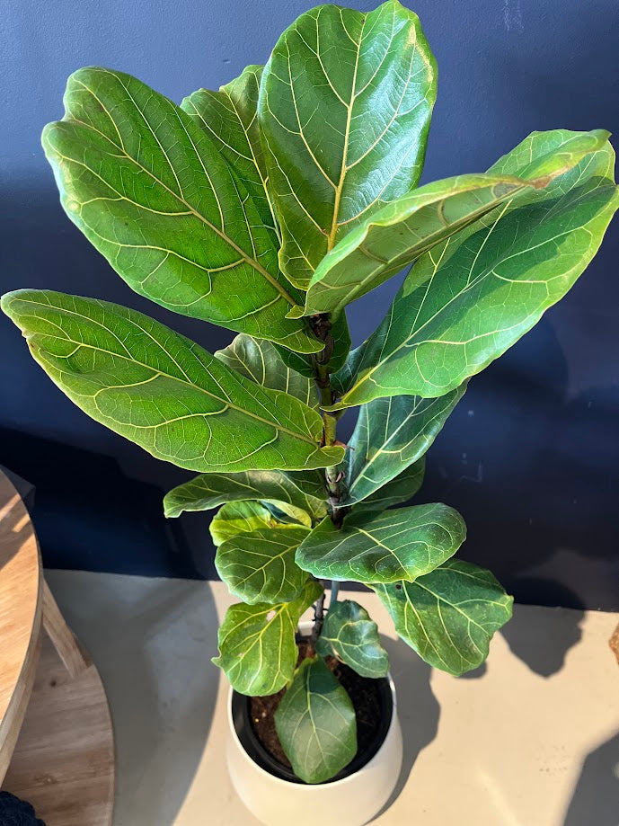 Plant - Ficus lyrata - "Fiddle Leaf Fig"