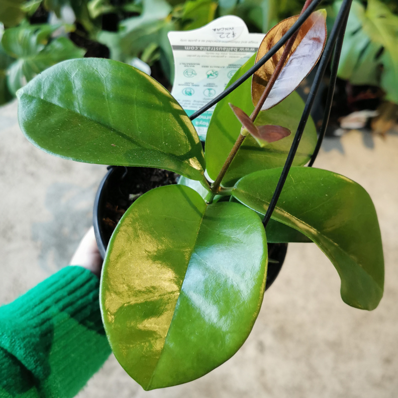 Plant - Hoya carnosa (wax plant) - 130mm