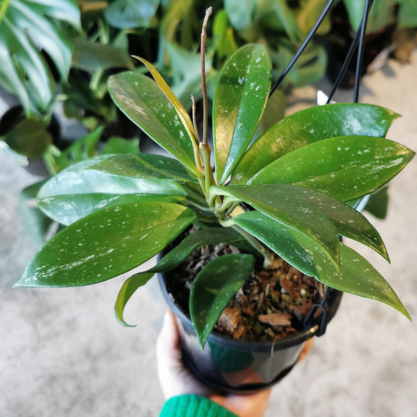 Plant - Hoya Pubicalyx - 130mm