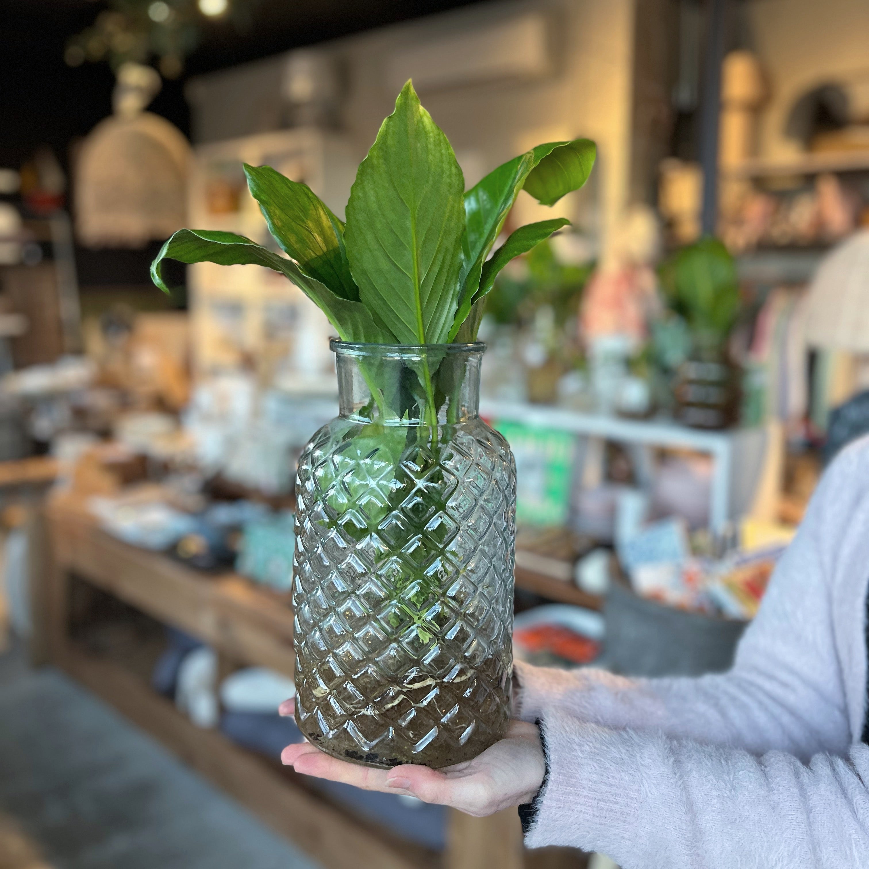 Water Plant in Vase - various sizes and styles