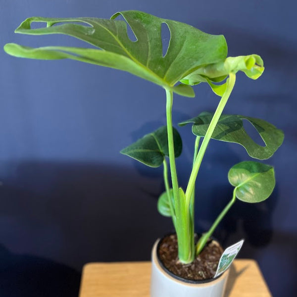 Plant - Monstera deliciosa - "Fruit Salad Plant"